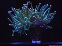 Check out these beautiful Torch Coral