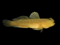 Yellow Watchman Goby