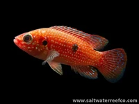 Jewel Cichlid