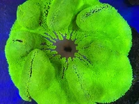 👉 Order online or visit us