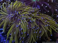 Torch corals 🔥🌊 Real movement. Real color.