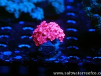 Red Goniopora features vibrant red polyps