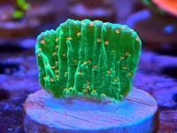 Bright, textured, and fully alive — these corals stand out in any reef