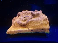 Watermelon Psammacora is a fast-growing small polyp stony coral