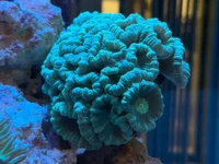 A hardy, fast-growing LPS coral that reproduces through fission