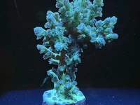 Soft Coral Colony – Fully Extended & Glowing