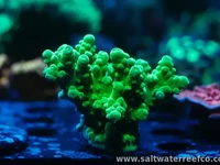 This vibrant SPS coral thrives
