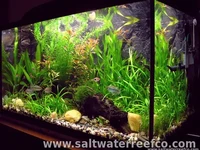 Aquarium Maintenance Services