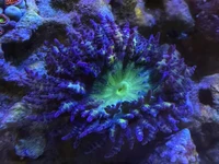 🔥 New Pieces Available 🔥