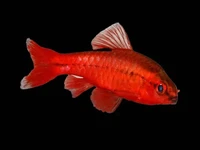 Cherry Barbs