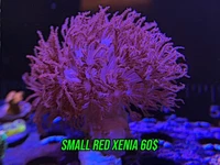 Small Red Xenia