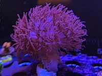 Red Xenia is a vibrant, fast-growing soft coral