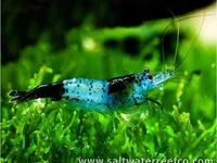 Black Rili Neocaridina Shrimp