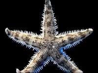 Starfish Sand Sifting