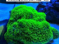 SaltwaterReefCo