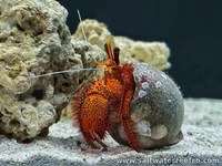 Giant Hermit Crab