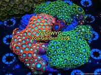 WYSIWYG Zoa Garden 🌊