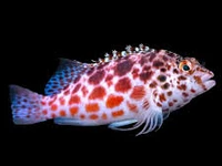 Spotted Hawkfish