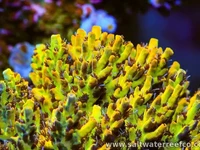 Acropora are the crown jewel of the SPS world