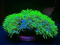 Green Star Polyps are hardy soft corals