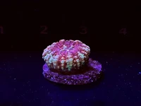 Check out these beautiful Blastomussa