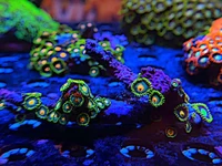 Wild Zoa Frag
