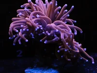 Torch corals (Euphyllia glabrescens)