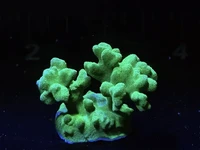 Check out this Neon Green Stylophora Frag