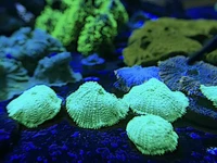 Check out these beautiful Green Mushroom Corals (Discosoma)