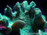 The Cactus Pavona is an SPS coral