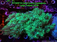 WYSIWYG Indo Green Goniopora Large colony