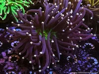 Torch corals 🔥🌊 Real movement. Real color