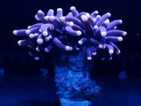 Malaysian Joker Torch co