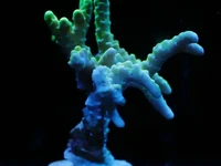 Gold Staff Anacropora is a stunning branching coral