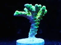 Check out this Neon Green Acropora Frag