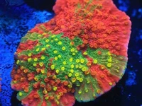 Grafted montiporas combine vibrant coral
