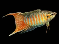 Paradise Gourami