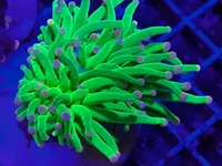 Vibrant neon green Indonesian torch coral