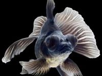 Black Fan Moor Goldfish