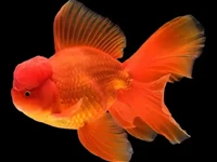 Oranda Goldfish