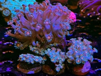 Check out these beautiful Torch Coral