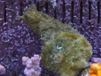 Sea Hare Wedge