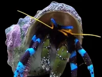 Blue Leg Hermit Crab