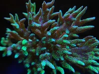 Pink Bird's Nest Coral is a fast-growing SPS species