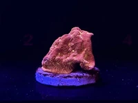 Check out this Neon Green Stylophora Frag