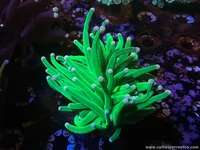 Torch corals 🔥🌊 Real movement. Real color