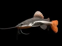 Red Tail Catfish
