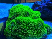 Branching Green Star Polyps are hardy soft corals