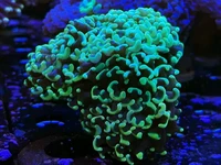 Orange branching hammer coral (Euphyllia paraancora)