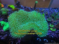 🌿 Toadstool Leather Coral available now at Saltwater Reef Co 🌊